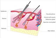 Scalp Pimples – One of the Side Effects of a Hair Transplant